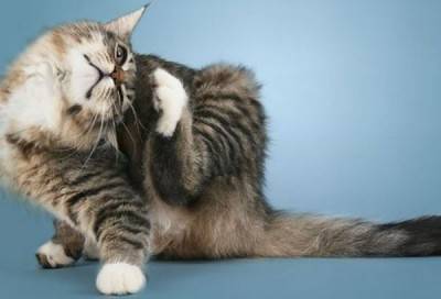 gatto