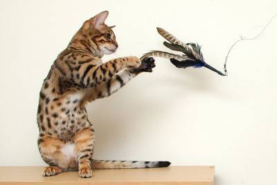 gioco gatto4