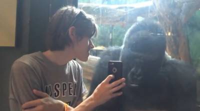 gorilla