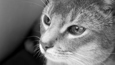 occhi gatto