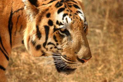 tigre
