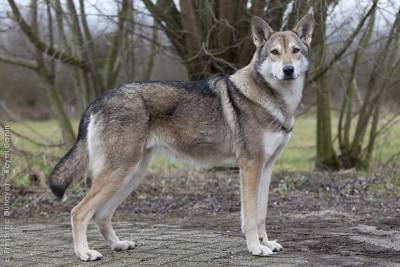 CANE LUPO DI SARLOOS