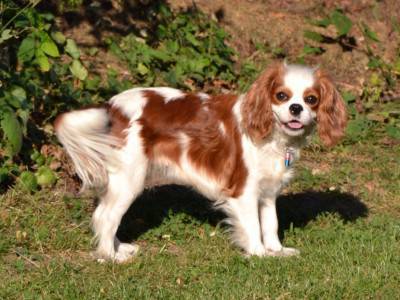 CAVALIER KING