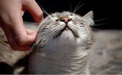 GATTO-CAREZZA