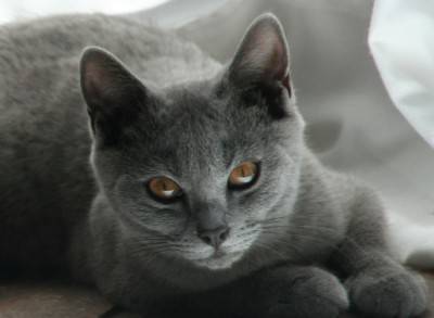 GattinoCertosino