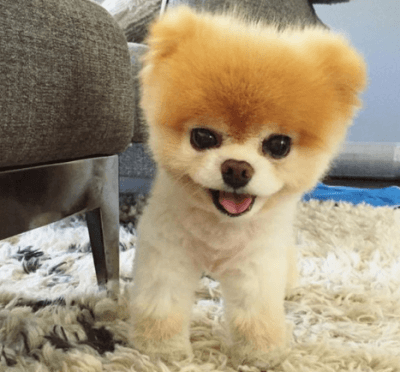 boo