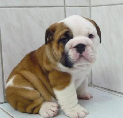 bulldog inglese