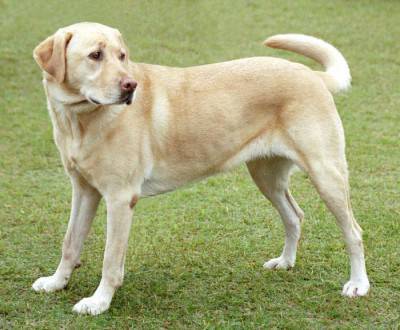 cane e