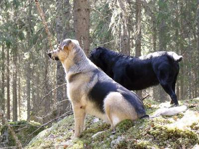 cani amici