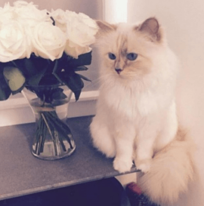 choupette