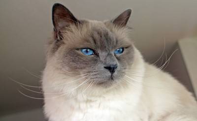gatto birmania