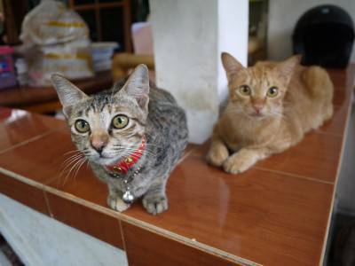 gatto casa