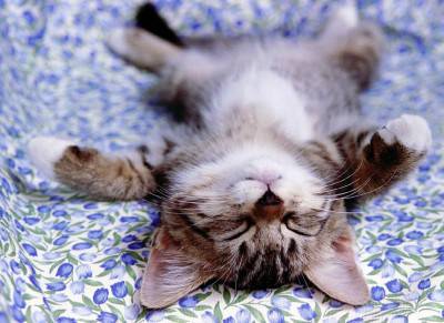 gatto coccole