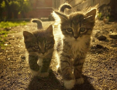gatto giardino