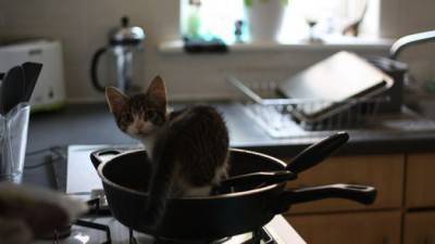 gatto pentola