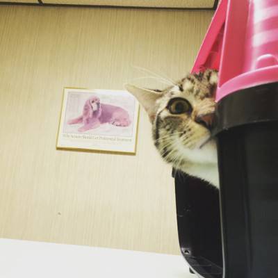 gatto veterinario 9b