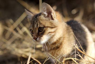 Gatto