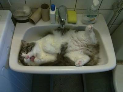gattodorme9o