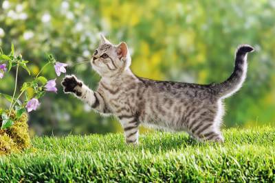 gattogiardino3