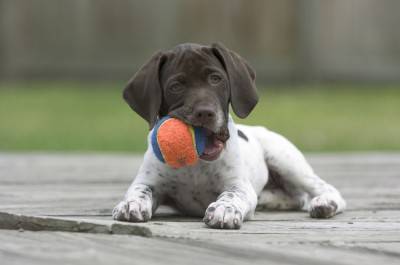 gioco cane1