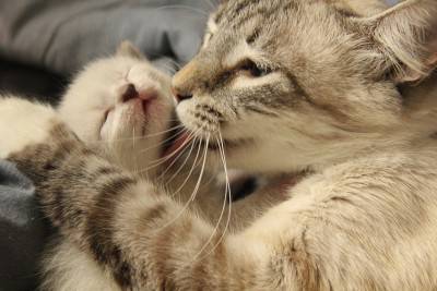 mamma gatto
