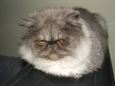 persiano