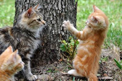socializzazioen gatto