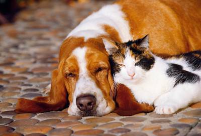 BASSET HOUND