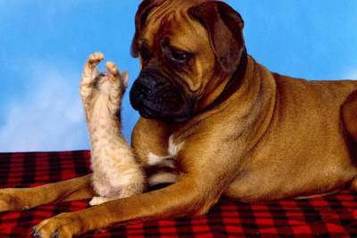 BOXER1
