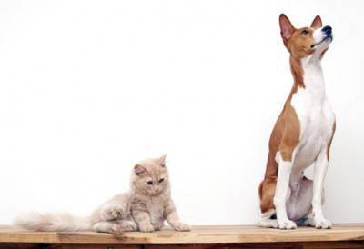 Basenji