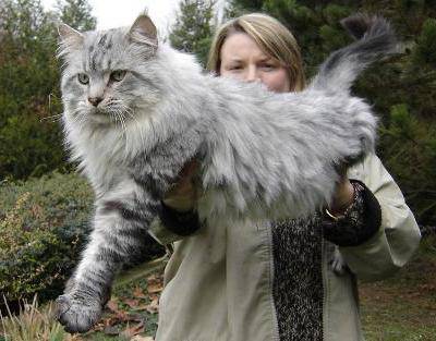 Maine coons-Stewie