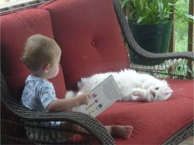bambino gatti