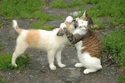cane gatto