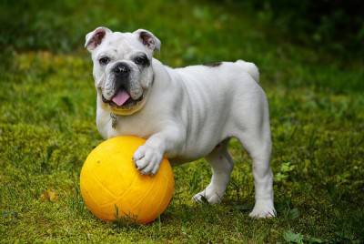 cane gioco