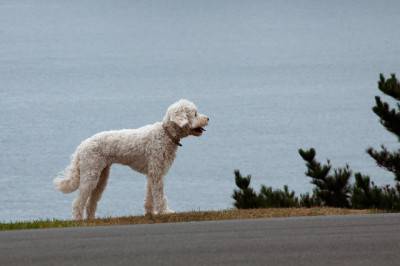 cane strada