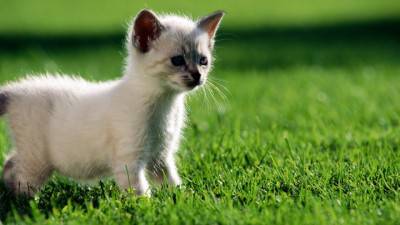 cucciolo gatto