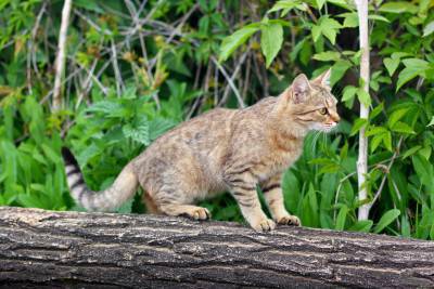 Cat Hunter