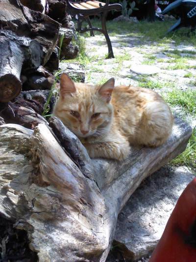 gatto 1