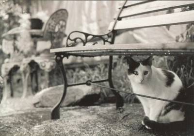 gatto