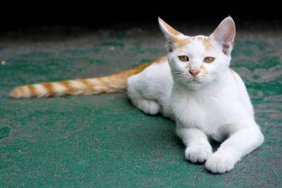 gatto free 1