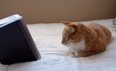 gatto musica