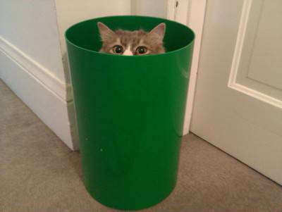 gatto nascosto 2