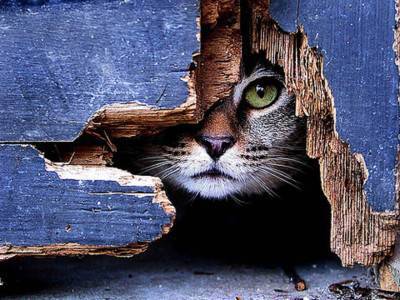 gatto nascosto