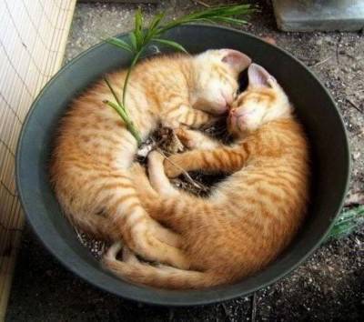 gatto pianta 3