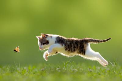 gatto...