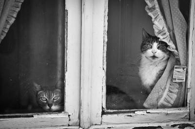 gattofinestra