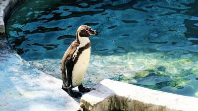 pinguino