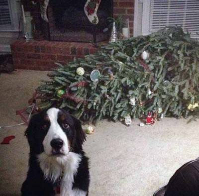 albero cane