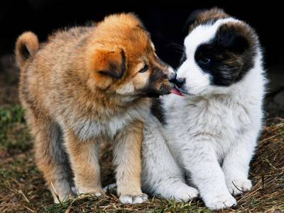 baci cani