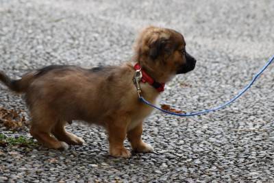 cane passeggio